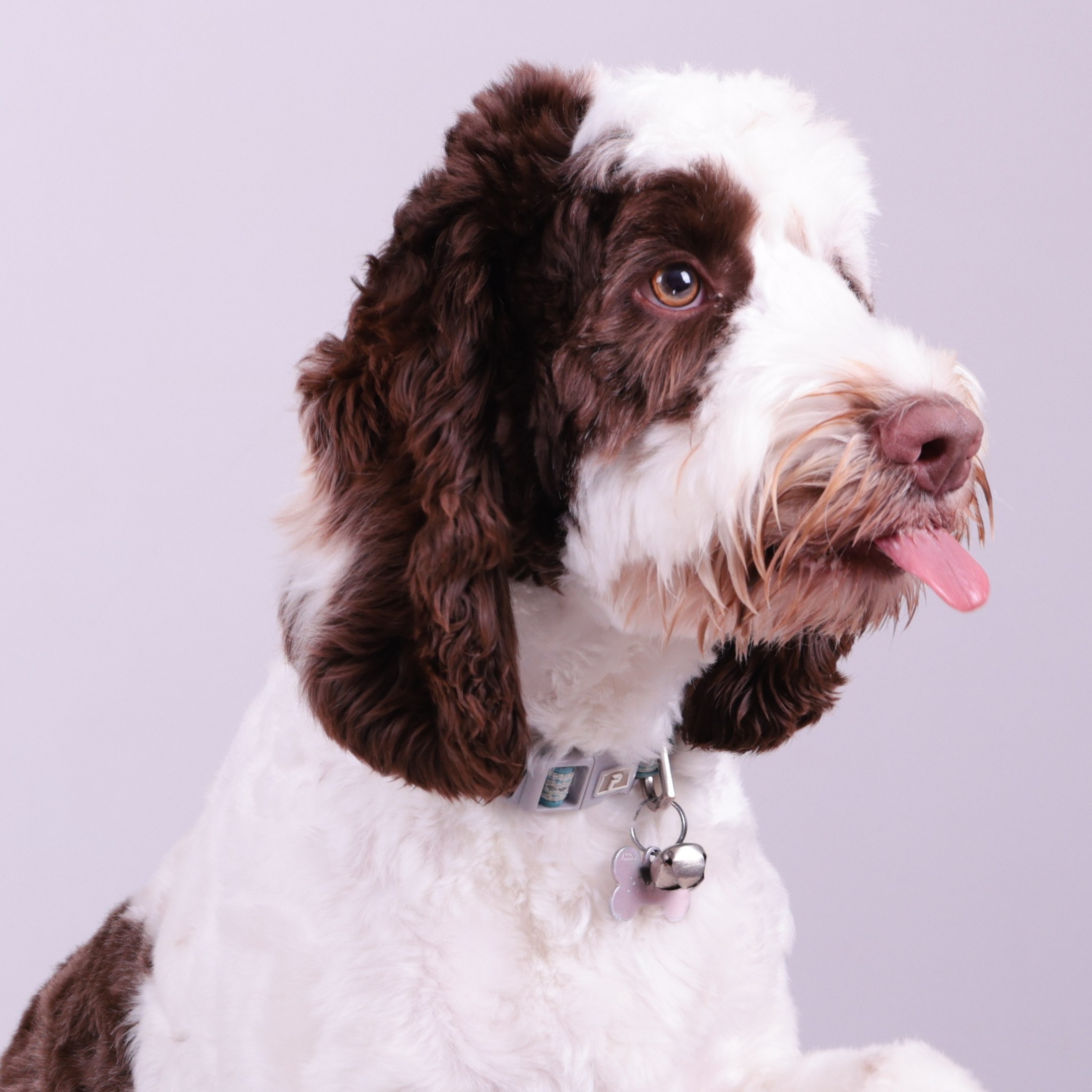 Pippin - Head of Barketing
